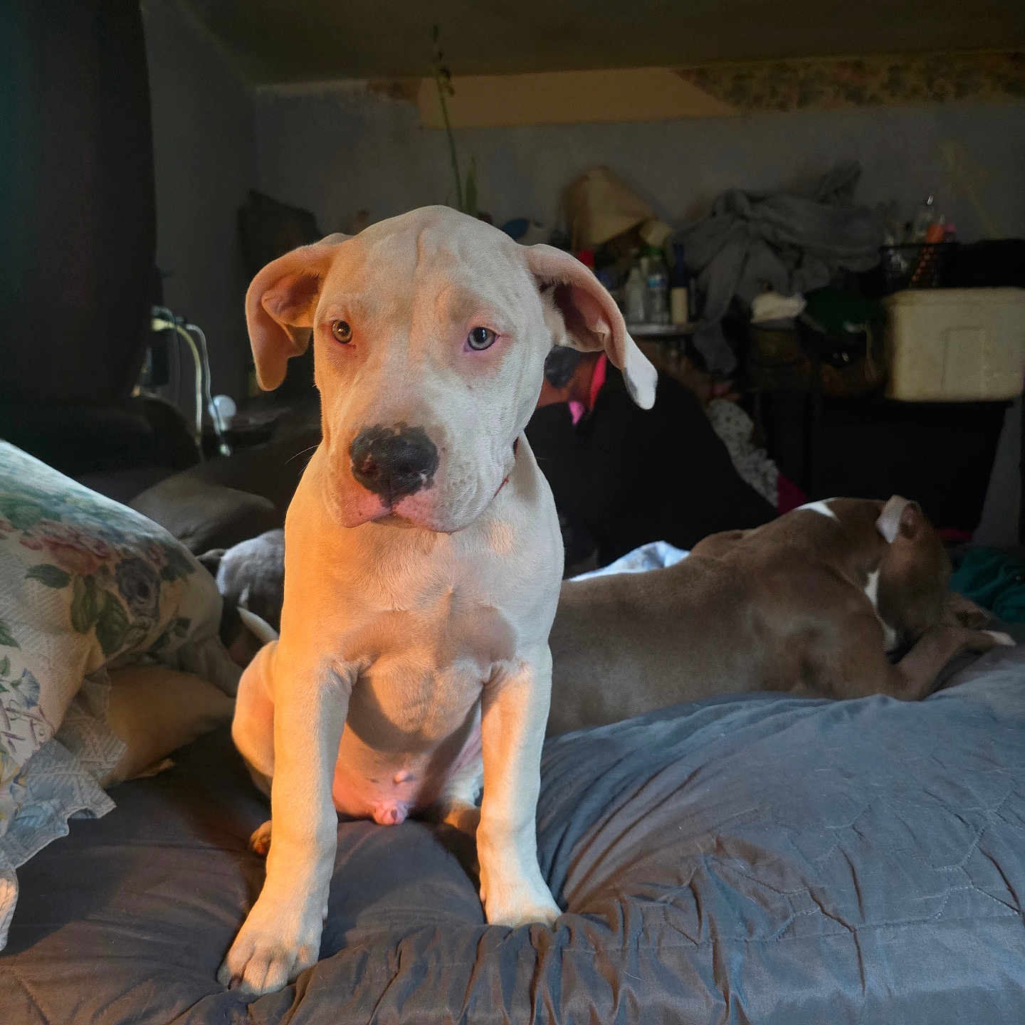 Zeus is registered to the contest to win money with this photo: animal, bed, blanket, brown_dog, canine, companion, couch, curtain, dog, domestic, furniture, household, indoor, pet, puppy, relaxed, resting, room, white_dog, young_dog