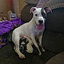 dog, puppies, mother_dog, couch, blanket, indoor, animal, pet, nursing, white_dog, black_patch, tongue_out, resting, cute, young_puppies, family, comfort, relaxed, domestic, home
