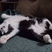Misty joined the competition — help win amazing prizes! animal_portrait, black_and_white, blanket, carpet, cat, couch, cozy, fluffy, fur, indoor, living_room, lying_down, paws, pet, pink_paw_pads, playful, relaxed, sleepy, upside_down, whiskers