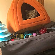 Pidder joined the competition — help win amazing prizes! animal, cat, cat_bed, colorful, cozy, curious, fabric, feline, gray_cat, home, indoor, orange, peeking, pet, playful, pumpkin_shape, resting, soft, toys, window