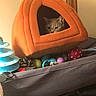 animal, cat, cat_bed, colorful, cozy, curious, fabric, feline, gray_cat, home, indoor, orange, peeking, pet, playful, pumpkin_shape, resting, soft, toys, window