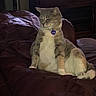 animal, brown, cat, collar, domestic, feline, fur, gray, home, indoor, leather_couch, living_room, mammal, pet, relaxed, resting, seated, tag, white, wooden_furniture