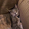 animal, brown, cat, closeup, comfort, couch, cozy, cushion, feline, fur, home, indoor, nap, pet, relaxed, resting, sleeping, soft, tabby, whiskers