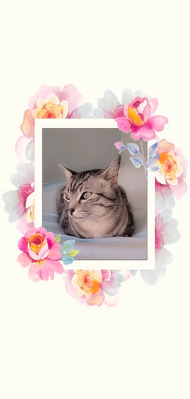 Hellboy participe au concours pour gagner de l'argent avec cette photo : art, carnivore, cat, cut_flowers, domestic_short_haired_cat, felidae, flower, font, fur, illustration, painting, paw, petal, photo_caption, pink, plant, small_to_medium_sized_cats, still_life_photography, tail, whiskers