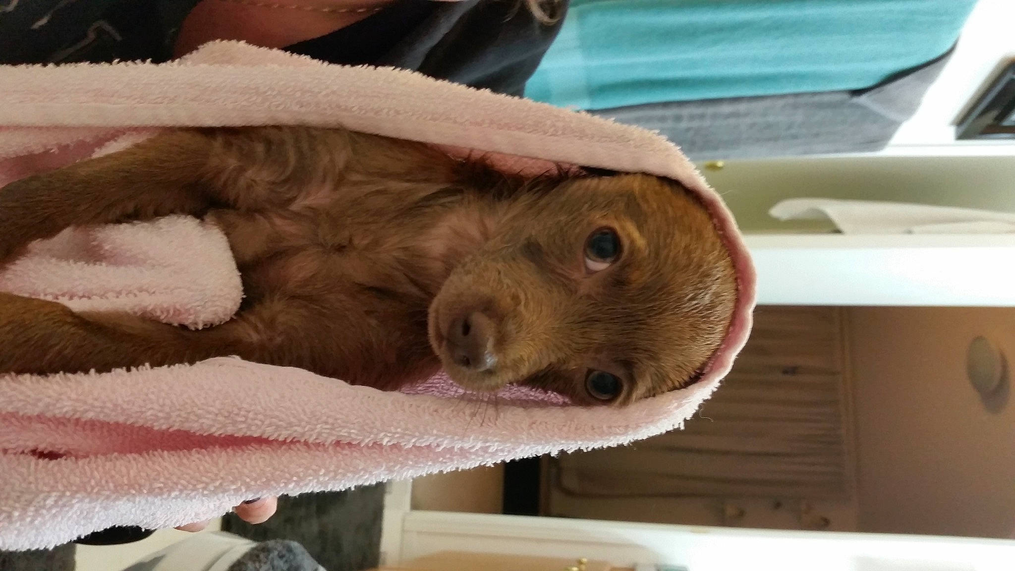 Meeka joined the competition — help win amazing prizes! canidae, carnivore, comfort, companion_dog, dog, dog_breed, fawn, fur, liver, sporting_group, whiskers, window, wood, working_animal