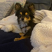 Dobby participe au concours pour gagner de l'argent avec cette photo : animal, black, blanket, brown, companion, couch, cozy, curious, cute, dog, ears, fluffy, fur, indoor, looking, pet, pillow, resting, small_dog, white
