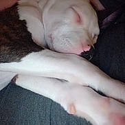 Optimus Prime joined the competition — help win amazing prizes! dog, sleeping, white, brown, paw, nose, closeup, resting, cute, pet, animal, fur, domestic_animal, relaxation, indoors, cozy, companion, snuggle, calm, peaceful