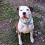 Optimus Prime is registered to the contest to win money with this photo: dog, sitting, outdoor, grass, dirt, collar, pet, animal, brown, white, face, ears, eyes, nose, fur, ground, nature, looking, calm, attentive