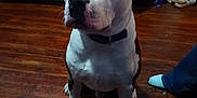 Optimus Prime is registered to the contest to win money with this photo: dog, indoor, wooden_floor, curtain, furniture, pet, animal, white_coat, black_coat, sitting, collar, paws, canine, floor, domestic, household, jeans, socks, person, shadow