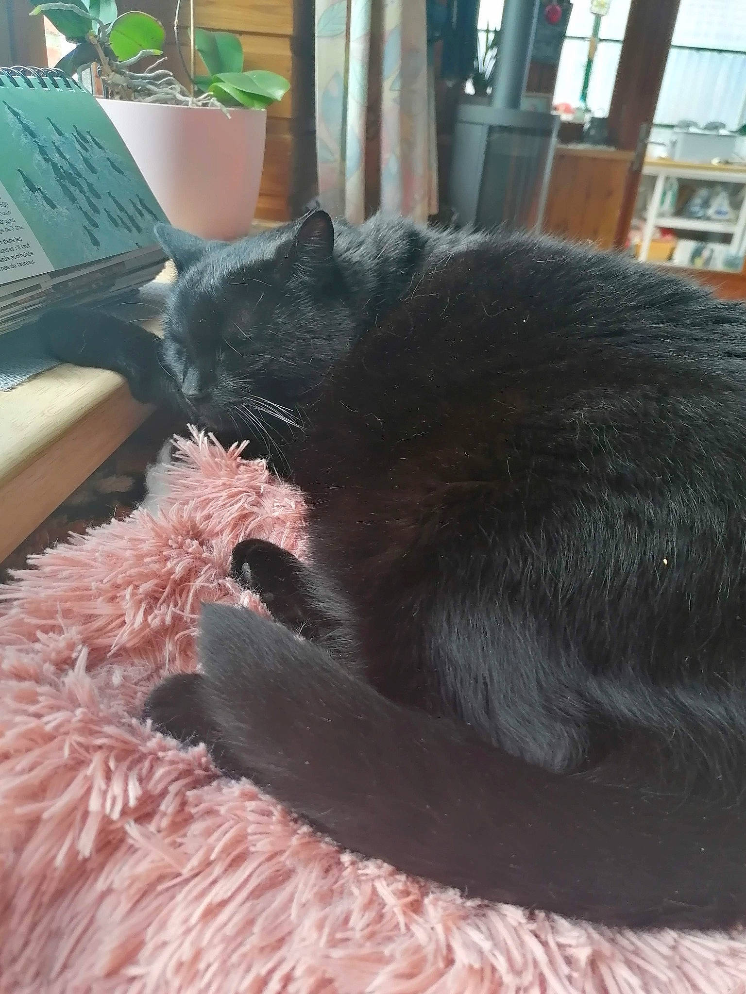 Velcro a rejoint le concours — aidez-le/la à gagner de superbes lots ! black_cat, bombay, carmine, carnivore, cat, cat_supply, claw, comfort, dog_breed, domestic_short_haired_cat, felidae, fur, houseplant, paw, plant, small_to_medium_sized_cats, snout, tail, terrestrial_animal, whiskers