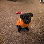 Sukie joined the competition — help win amazing prizes! puppy, dog, orange_sweater, carpet, toy, indoor, pet, cute, small, black_fur, animal, floor, looking_up, cozy, home, adorable, young_dog, furniture, domestic, playful