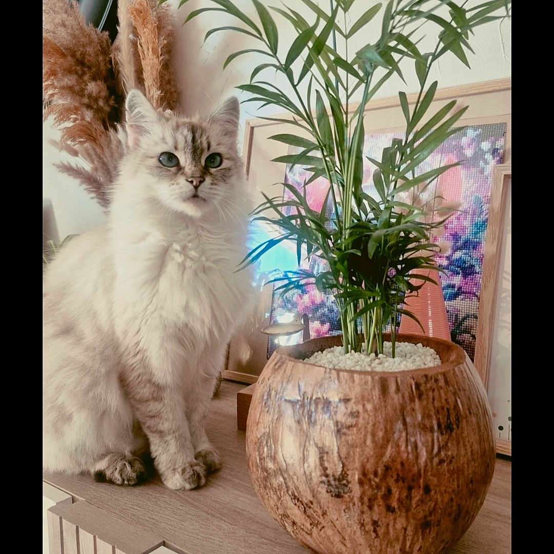 Nahya a rejoint le concours — aidez-le/la à gagner de superbes lots ! cat, fluffy_cat, blue_eyes, plant, wooden_pot, pampas_grass, wooden_surface, indoor, decor, framed_artwork, green_leaves, cozy, pet, feline, houseplant, natural_light, closeup, still_life, domestic_animal, cute