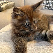 Bali participe au concours pour gagner de l'argent avec cette photo : kitten, cat, pet, furry, cute, indoor, sofa, couch, relaxed, animal, mammal, whiskers, ears, paws, young, domestic, feline, home, cozy, soft