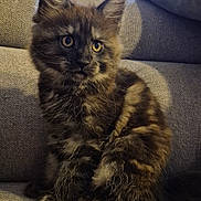 Bali participe au concours pour gagner de l'argent avec cette photo : animal, cat, couch, cozy, cute, domestic, ears, eyes, feline, fluffy, fur, furniture, indoor, kitten, pet, pillow, sitting, tabby, texture, young