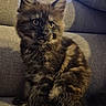 animal, cat, couch, cozy, cute, domestic, ears, eyes, feline, fluffy, fur, furniture, indoor, kitten, pet, pillow, sitting, tabby, texture, young