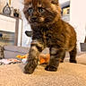 kitten, cat, feline, brown_tabby, fluffy, pet, indoor, curious, walking, sofa, couch, living_room, young, whiskers, ears, fur, cute, domestic_animal, closeup, playful
