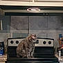 cat, tabby_cat, stove, kitchen, appliance, countertop, cabinet, tile_backsplash, domestic_cat, pet, feline, indoor, gray_cat, curious, sitting, household, furniture, knobs, cooking_area, home