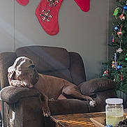 Sam is registered to the contest to win money with this photo: dog, brown_dog, armchair, hat, baseball_cap, christmas_stockings, holiday_decor, christmas_tree, pine_cones, candle, wooden_table, living_room, relaxed, pet, indoor, cozy, sunlight, decorations, furniture, resting