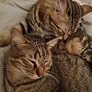 Plume Et Perle participe au concours pour gagner de l'argent avec cette photo : cat, tabby, feline, pets, animal, snuggling, grooming, cozy, blanket, indoor, sleepy, cute, fur, whiskers, ears, resting, companion, closeup, domestic, relaxed