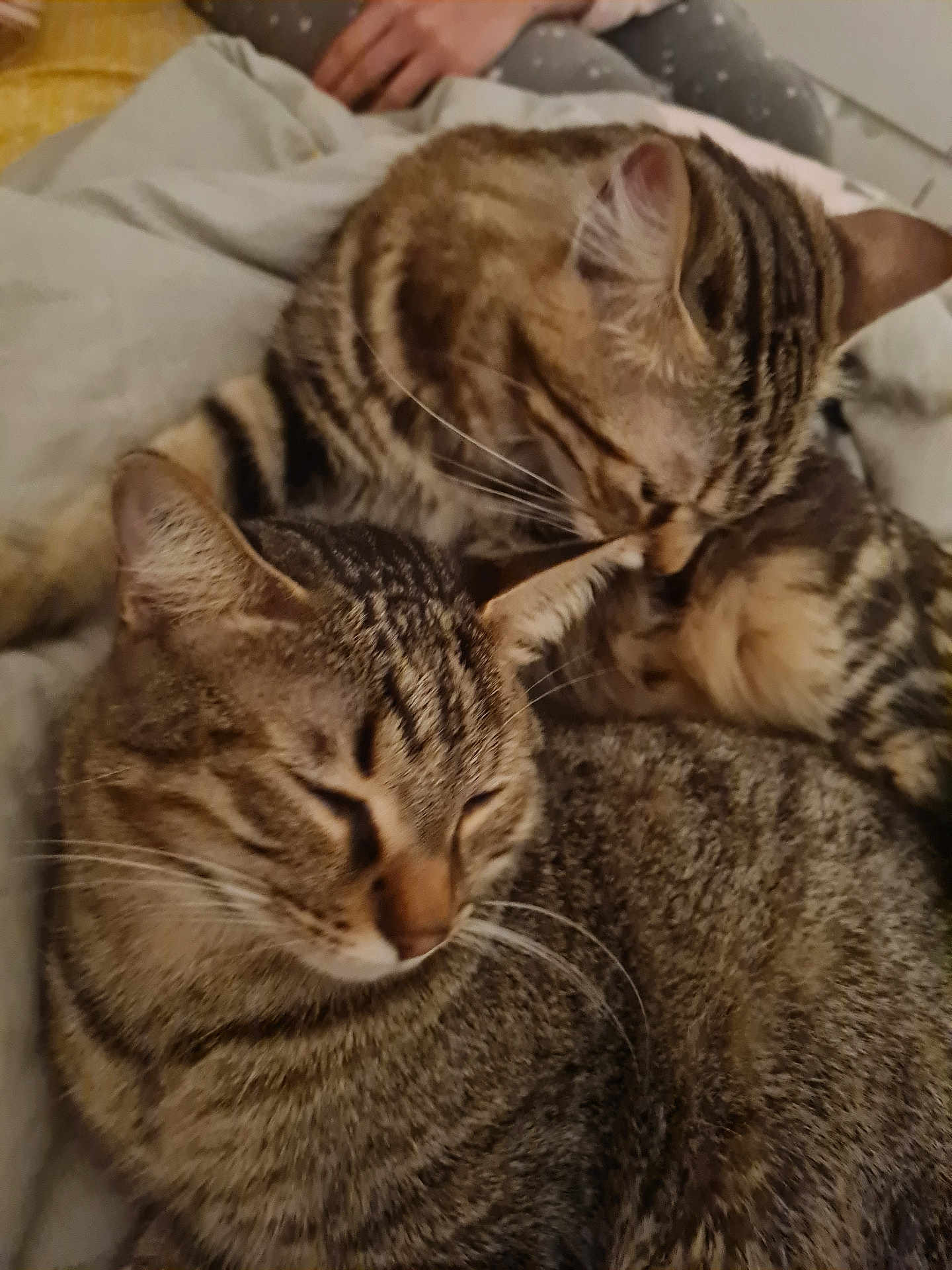 Plume Et Perle participe au concours pour gagner de l'argent avec cette photo : cat, tabby, feline, pets, animal, snuggling, grooming, cozy, blanket, indoor, sleepy, cute, fur, whiskers, ears, resting, companion, closeup, domestic, relaxed