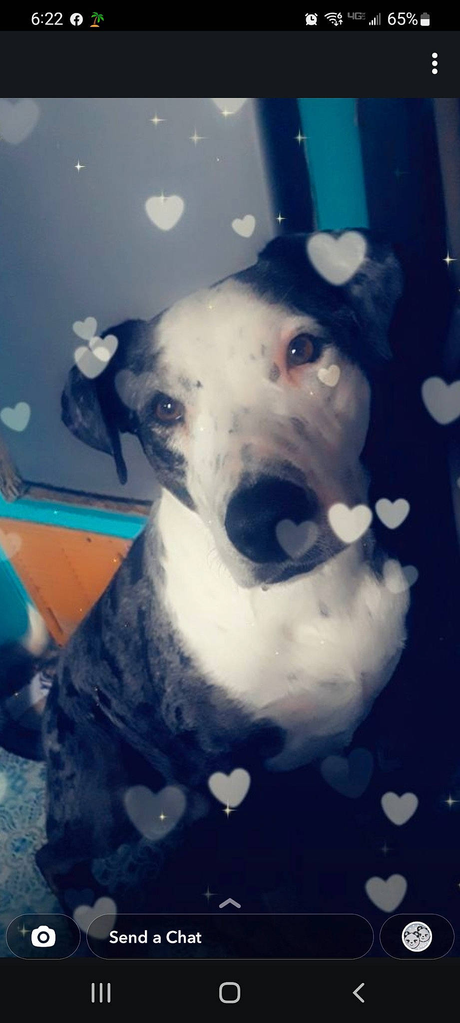 Buster is registered to the contest to win money with this photo: ancient_dog_breeds, art, canidae, carnivore, cloud, collar, companion_dog, darkness, dog, dog_breed, dog_collar, electric_blue, metal, monochrome_photography, non_sporting_group, sighthound, snout, sporting_group, whiskers, working_animal