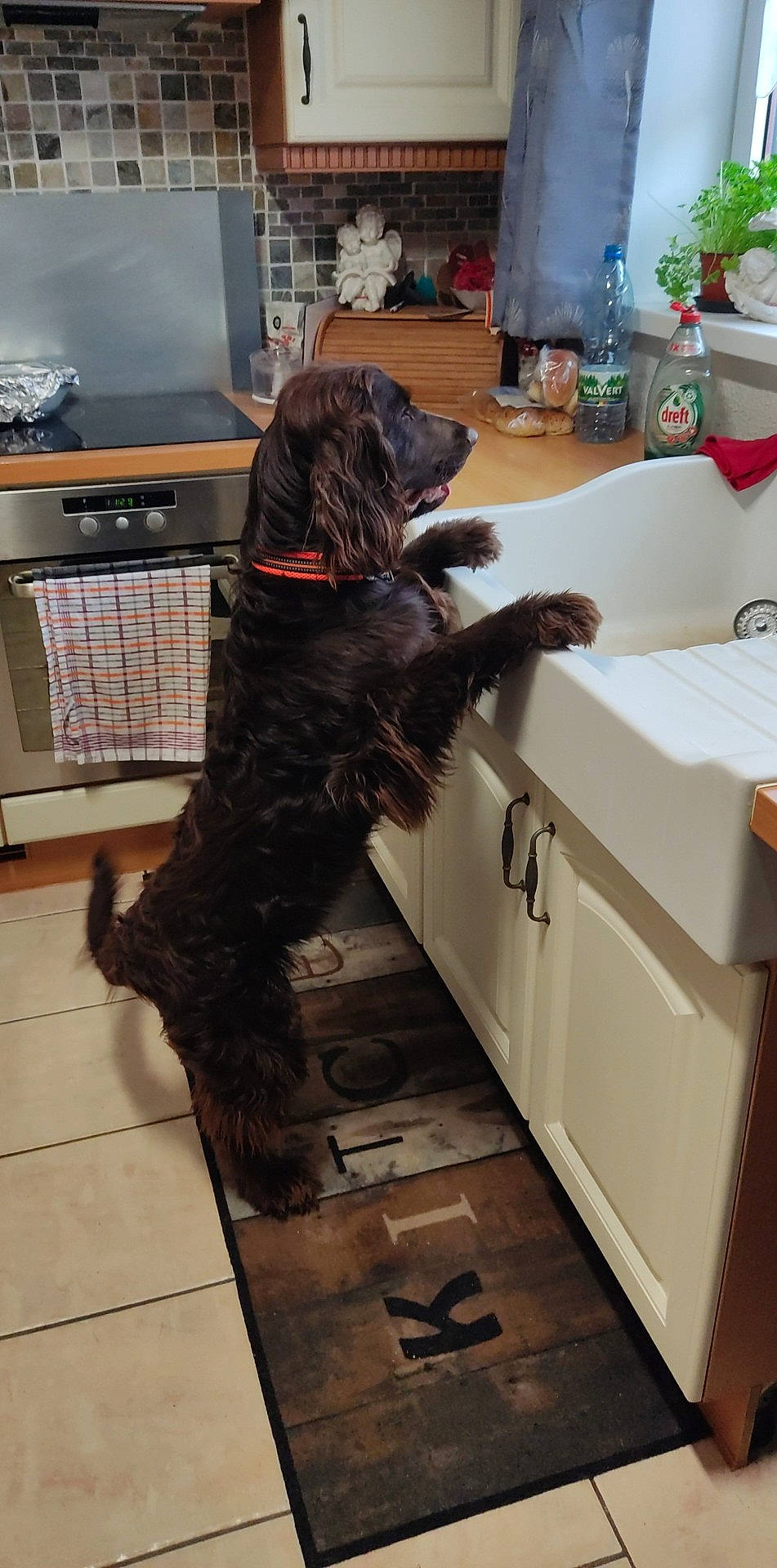 Tao participe au concours pour gagner de l'argent avec cette photo : carnivore, companion_dog, dog, dog_breed, dog_collar, floor, flooring, flowerpot, fur, gun_dog, hardwood, houseplant, liver, plant, plumbing_fixture, room, sink, sporting_group, tail, tap