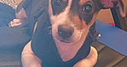 Oreo Gaona is registered to the contest to win money with this photo: animal, black_and_white, black_sweater, brown_markings, chair, companion, cute, dog, domestic, ears, fur, indoor, looking, lying_down, paws, pet, playful, puppy, snout, young