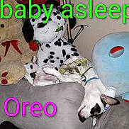 Oreo Gaona is registered to the contest to win money with this photo: animal, black, brown, colorful_text, couch, dog, ears, face, furniture, home, indoor, pet, plush_toy, relaxation, resting, sleeping, stuffed_animal, teddy_bear, text_overlay, white