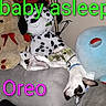 animal, black, brown, colorful_text, couch, dog, ears, face, furniture, home, indoor, pet, plush_toy, relaxation, resting, sleeping, stuffed_animal, teddy_bear, text_overlay, white