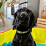 animal, ball_pit, balls, black_dog, blue_balls, closeup, collar, dog, eyes, face, fluffy, home, indoor, kitchen, long_hair, nose, orange_ball, pet, portrait, sitting