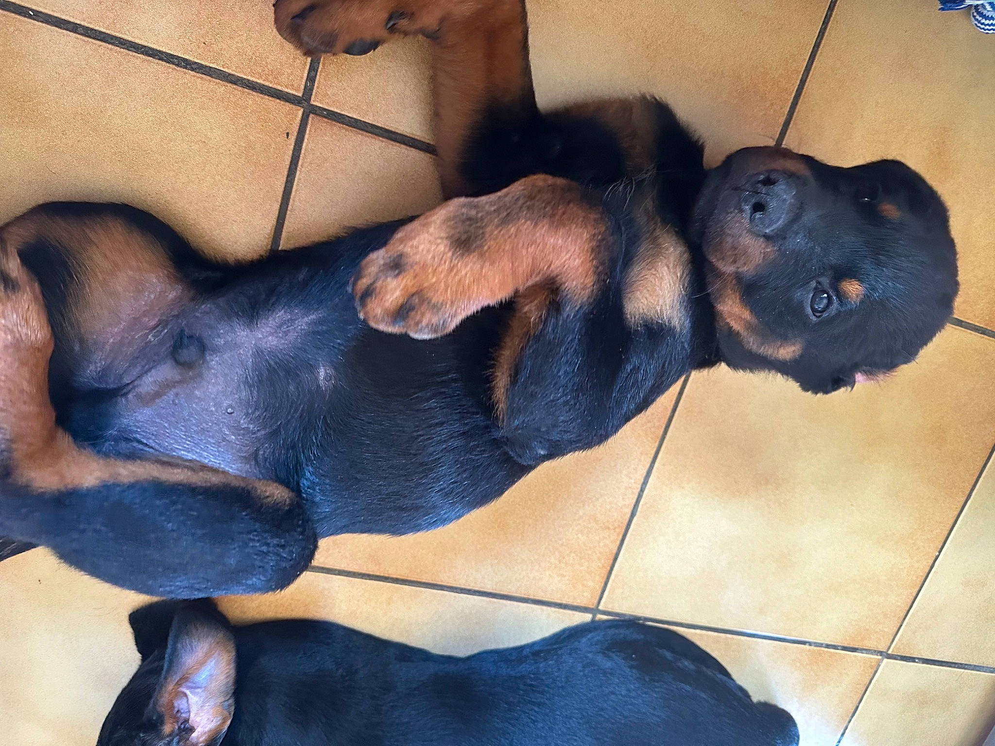 Charly participe au concours pour gagner de l'argent avec cette photo : carnivore, collar, comfort, companion_dog, dog, dog_breed, dog_supply, ear, fawn, fur, guard_dog, liver, paw, pet_supply, snout, sporting_group, tail, whiskers, working_animal, working_dog