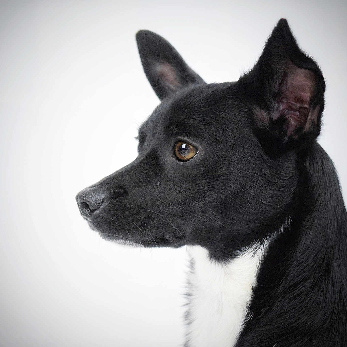 Jiminy joined the competition — help win amazing prizes! american_hairless_terrier, basenji, canidae, carnivore, dog, dog_breed, ear, feist, formosan_mountain_dog, mammal, non_sporting_group, rare_breed_dog, snout, teddy_roosevelt_terrier, vertebrate, whiskers