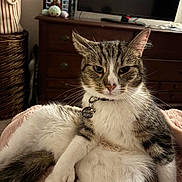 Jasper is registered to the contest to win money with this photo: cat, tabby_cat, pet, indoor, relaxed, feline, collar, name_tag, furniture, blanket, dressing_table, television, soft_texture, whiskers, ears, paw, tail, home, cozy, resting