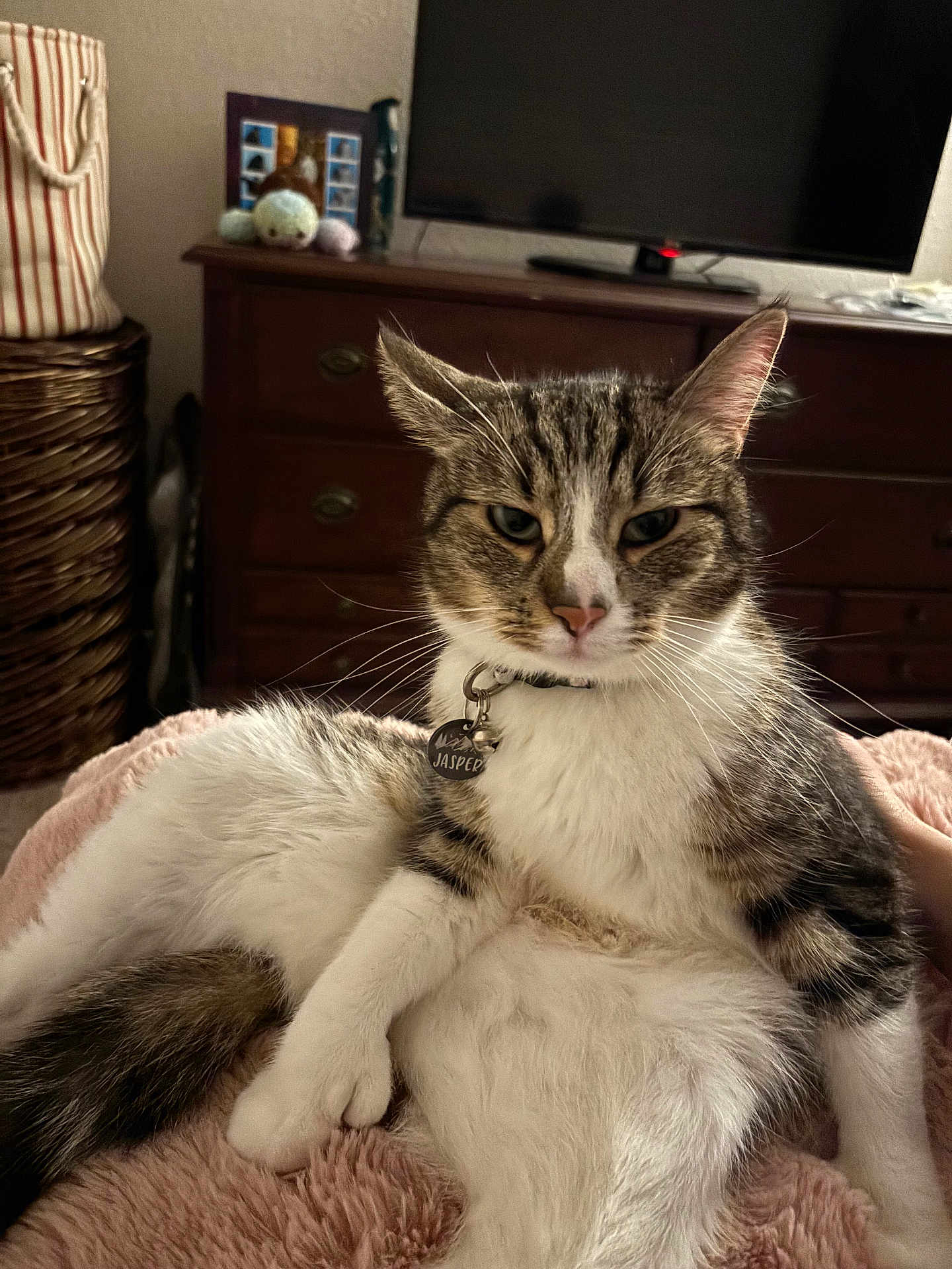 Jasper is registered to the contest to win money with this photo: cat, tabby_cat, pet, indoor, relaxed, feline, collar, name_tag, furniture, blanket, dressing_table, television, soft_texture, whiskers, ears, paw, tail, home, cozy, resting