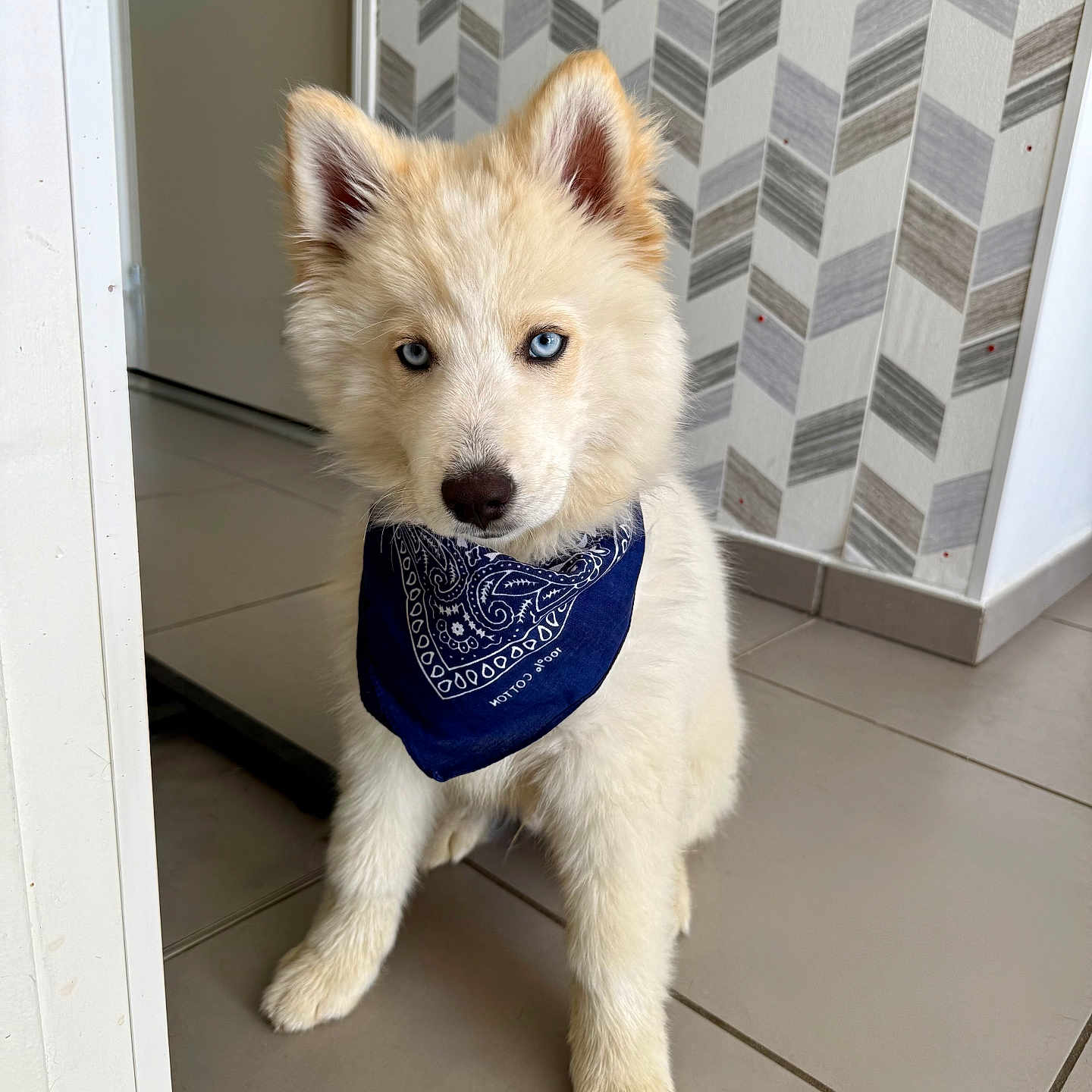 Akio participe au concours pour gagner de l'argent avec cette photo : animal, bandana, blue_eyes, cute, dog, domestic_animal, door, floor, fur, house, indoor, looking_at_camera, pet, portrait, puppy, sitting, tile_floor, wall_pattern, white_fur, young_dog
