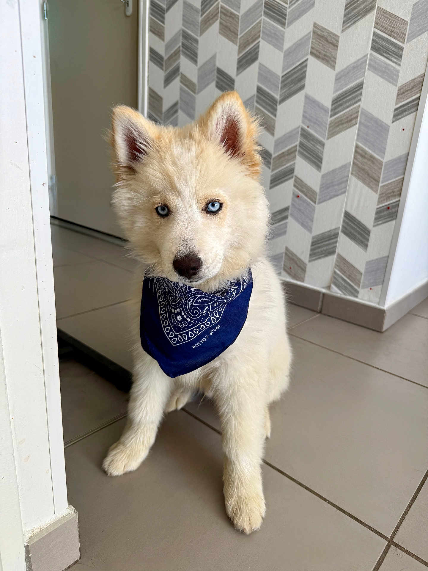Akio participe au concours pour gagner de l'argent avec cette photo : puppy, dog, blue_eyes, bandana, white_fur, indoor, tile_floor, wall_pattern, door, pet, young_dog, cute, portrait, sitting, fur, animal, domestic_animal, looking_at_camera, house, floor