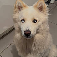 Akio a rejoint le concours — aidez-le/la à gagner de superbes lots ! dog, white_dog, heterochromia, blue_eye, brown_eye, fluffy, pet, indoor, floor_tiles, kitchen, animal, canine, sitting, looking, ears_up, fur, companion, domestic, cute, portrait
