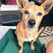 Butters joined the competition — help win amazing prizes! dog, pet, animal, small_dog, ears, brown_fur, blanket, outdoor, patio, couch, cushion, table, rug, floor, fur, face, nose, whiskers, eyes, closeup