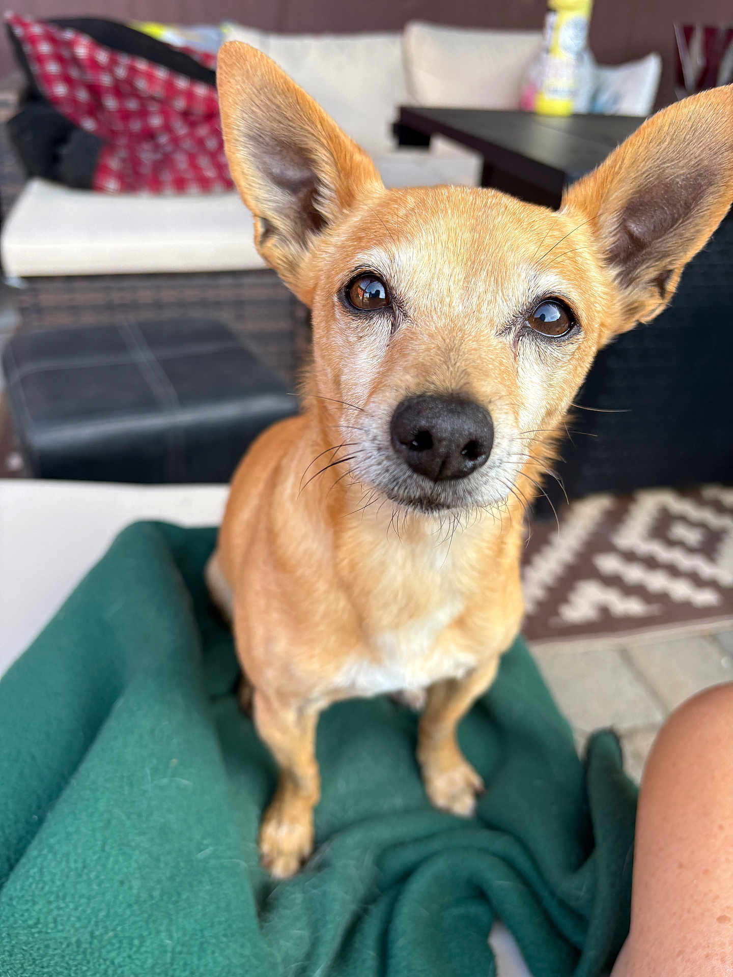Butters joined the competition — help win amazing prizes! dog, pet, animal, small_dog, ears, brown_fur, blanket, outdoor, patio, couch, cushion, table, rug, floor, fur, face, nose, whiskers, eyes, closeup