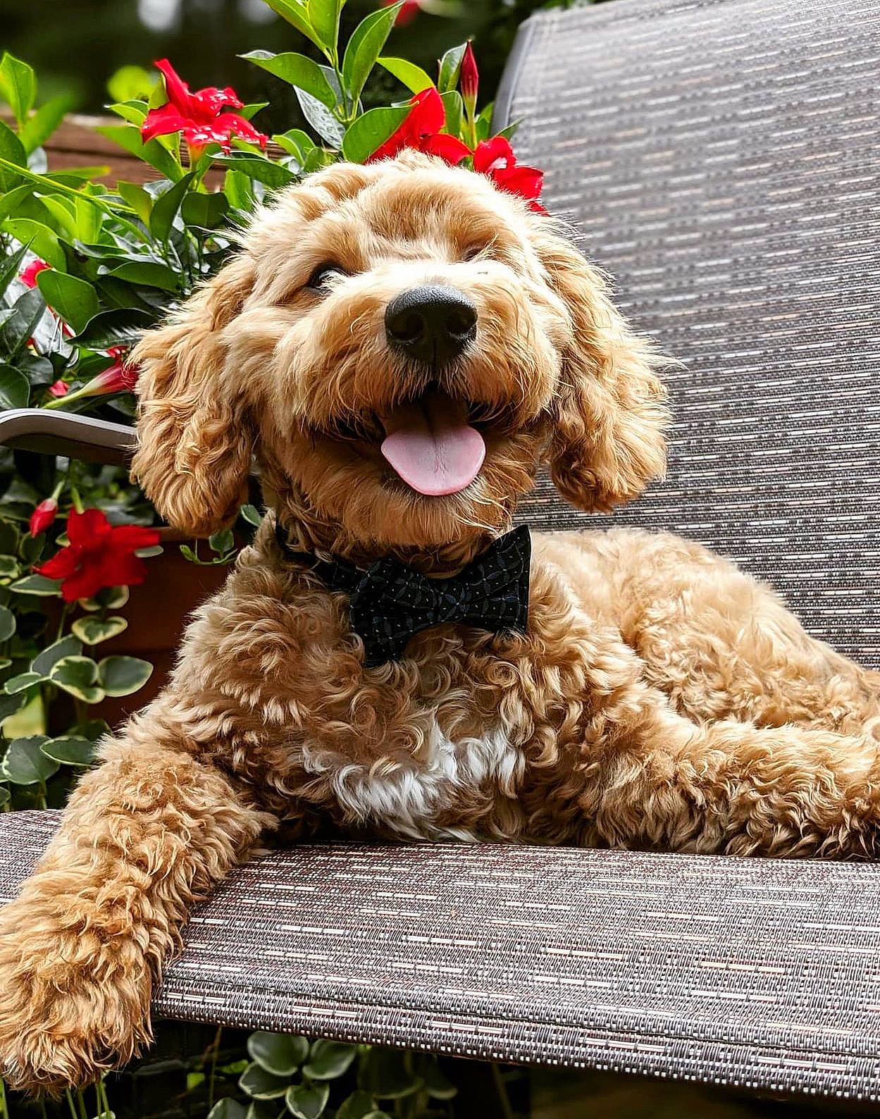 Dukie is registered to the contest to win money with this photo: canidae, carnivore, companion_dog, dog, dog_breed, dog_collar, flower, fur, liver, plant, poodle, poodle_crossbreed, snout, sporting_group, terrier, water_dog