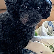Walter joined the competition — help win amazing prizes! dog, black_dog, curly_hair, pet, indoor, couch, blanket, floral_pattern, cozy, animal, portrait, cute, fur, sitting, looking, face, canine, companion, home, relaxed