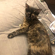 Ali Cat is registered to the contest to win money with this photo: cat, tortoiseshell, feline, pet, animal, blanket, remote_control, couch, indoor, relaxing, fur, ears, eyes, looking, lying_down, home, cozy, resting, small, cute