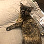 cat, tortoiseshell, feline, pet, animal, blanket, remote_control, couch, indoor, relaxing, fur, ears, eyes, looking, lying_down, home, cozy, resting, small, cute