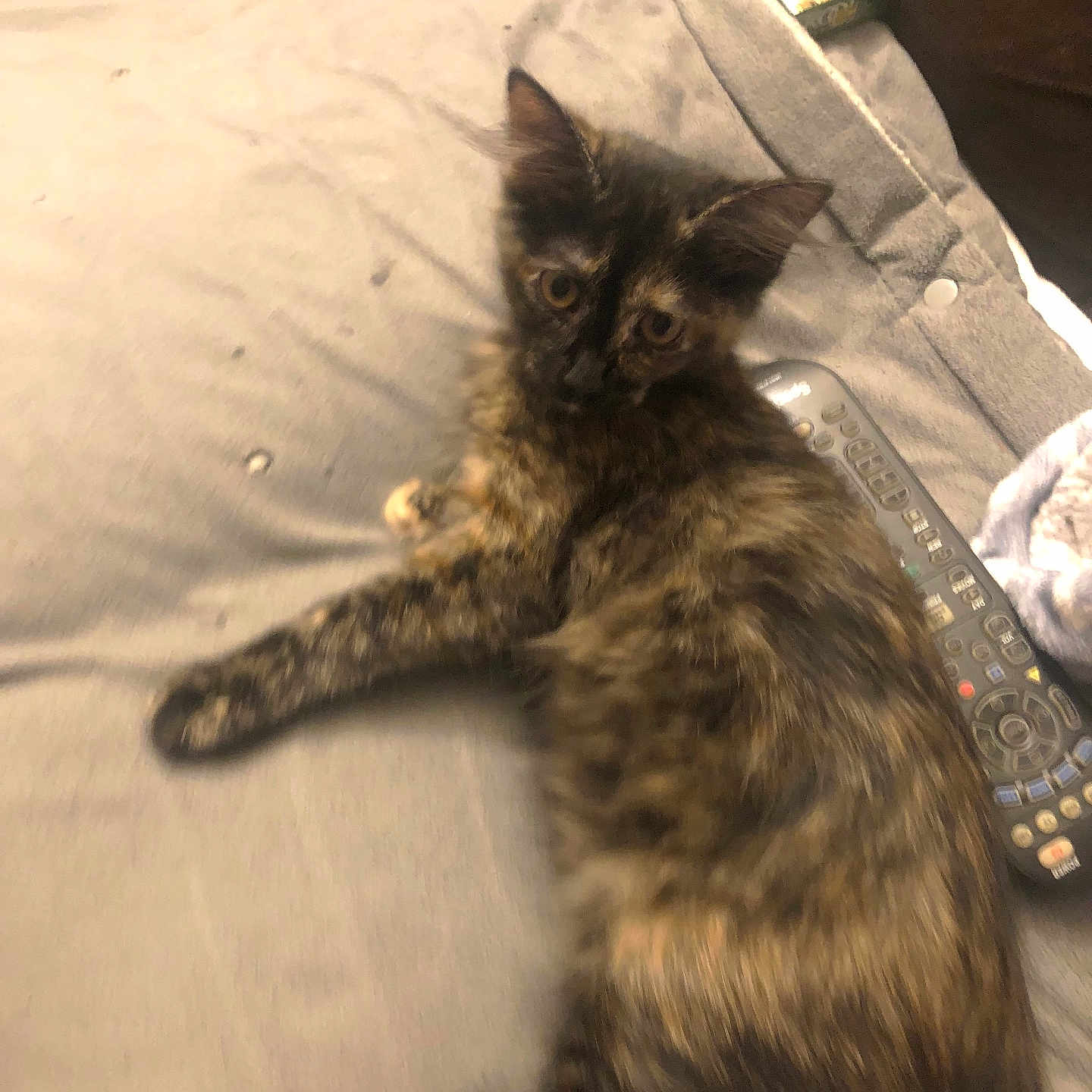 Ali Cat is registered to the contest to win money with this photo: animal, blanket, cat, couch, cozy, cute, ears, eyes, feline, fur, home, indoor, looking, lying_down, pet, relaxing, remote_control, resting, small, tortoiseshell