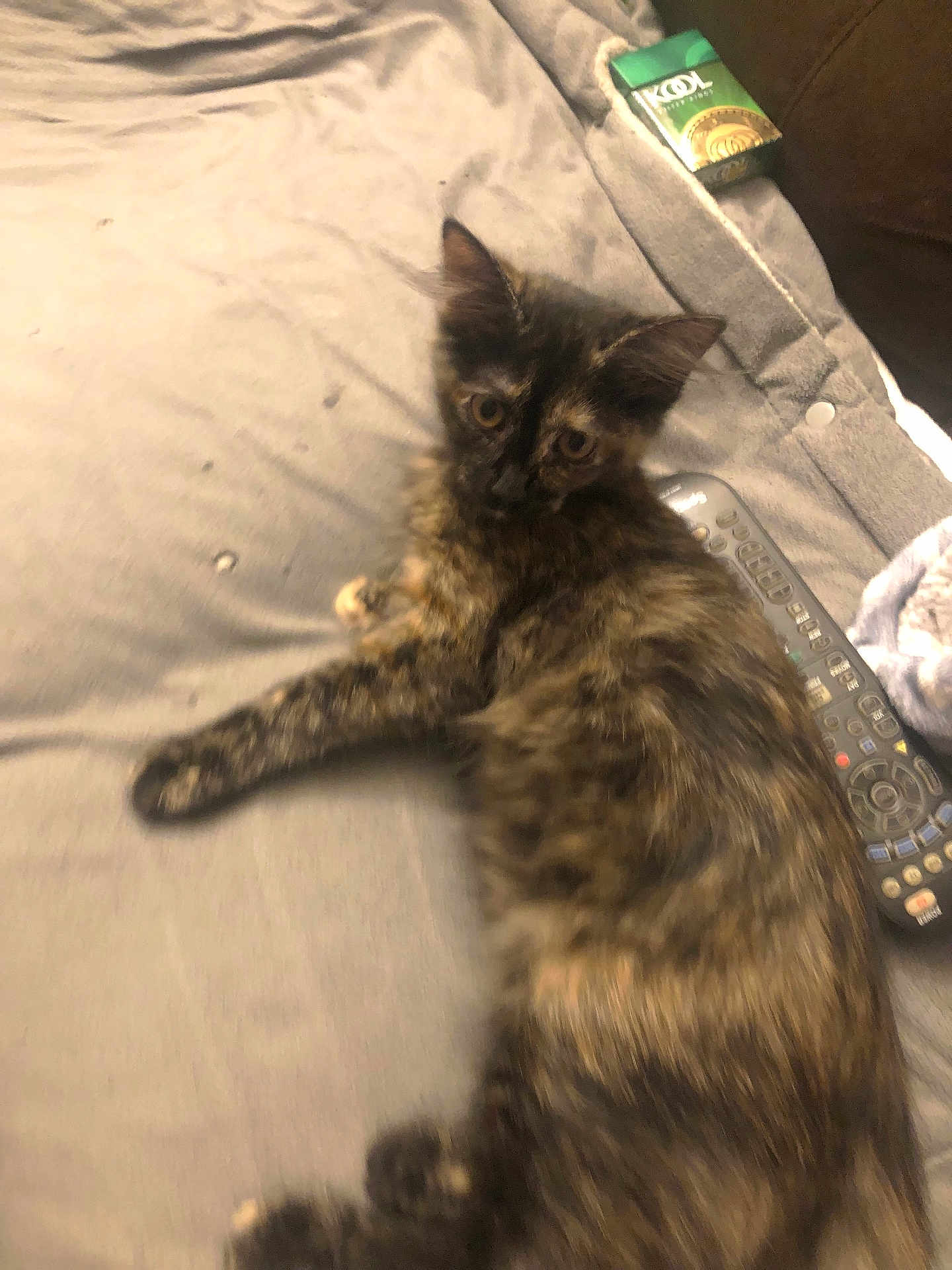 Ali Cat is registered to the contest to win money with this photo: cat, tortoiseshell, feline, pet, animal, blanket, remote_control, couch, indoor, relaxing, fur, ears, eyes, looking, lying_down, home, cozy, resting, small, cute