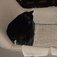 Boots joined the competition — help win amazing prizes! cat, black_cat, armchair, cushion, striped_cushion, throw_blanket, furniture, indoor, pet, cozy, resting, animal, mammal, whiskers, ears, dark, shadow, relaxing, home, quiet