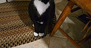 Boots is registered to the contest to win money with this photo: cat, tuxedo_cat, pet, indoor, kitchen, tile_floor, woven_rug, wooden_chair, food_bowl, water_bowl, animal, feline, black_and_white, whiskers, curious, sitting, domestic, cozy, quiet, floor