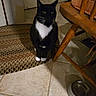 cat, tuxedo_cat, pet, indoor, kitchen, tile_floor, woven_rug, wooden_chair, food_bowl, water_bowl, animal, feline, black_and_white, whiskers, curious, sitting, domestic, cozy, quiet, floor