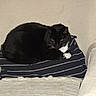 Boots joined the competition — help win amazing prizes! cat, black_cat, white_paws, pet, indoor, striped_cushion, furniture, resting, animal, domestic_animal, cozy, relaxed, whiskers, fur, mammal, home, cute, sleepy, striped, couch
