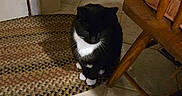 Boots is registered to the contest to win money with this photo: animal, black_and_white, cat, chair, cozy, domestic, door, feline, floor, food_bowl, home, indoor, pet, quiet, rug, shadow, sitting, tile_floor, waiting, wooden_chair